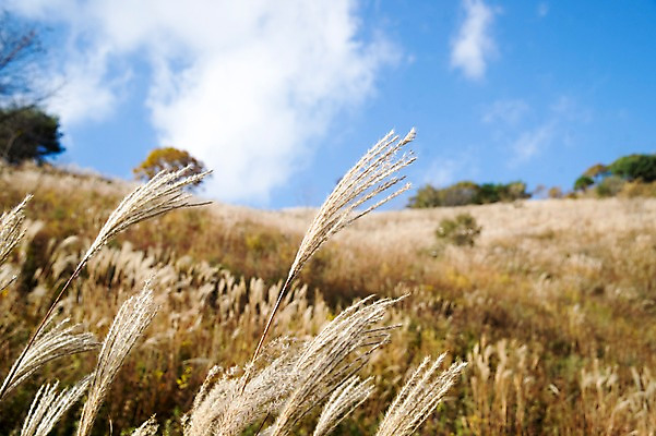 포토 JPG 주간 구름 백그라운드 자연 하늘 산 풍경 사람없음 야외 아웃포커스 가을풍경 가을 억새 정선 민둥산 국내포토 자연요소 식물 계절 촬영기법 생태계 강원도 파일형식 가을_계절