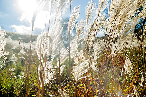 포토 JPG 주간 백그라운드 자연 산 풍경 사람없음 야외 가을풍경 가을 억새 정선 민둥산 국내포토 자연요소 식물 계절 생태계 강원도 파일형식 가을_계절