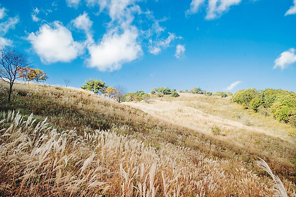 포토 JPG 주간 나무 구름 백그라운드 자연 하늘 산 풍경 사람없음 야외 가을풍경 가을 억새 정선 민둥산 국내포토 자연요소 식물 계절 생태계 강원도 파일형식 가을_계절