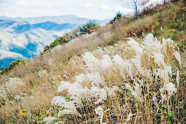 포토 JPG 주간 백그라운드 자연 산 풍경 사람없음 야외 가을풍경 가을 억새 정선 민둥산 국내포토 자연요소 식물 계절 생태계 강원도 파일형식 가을_계절