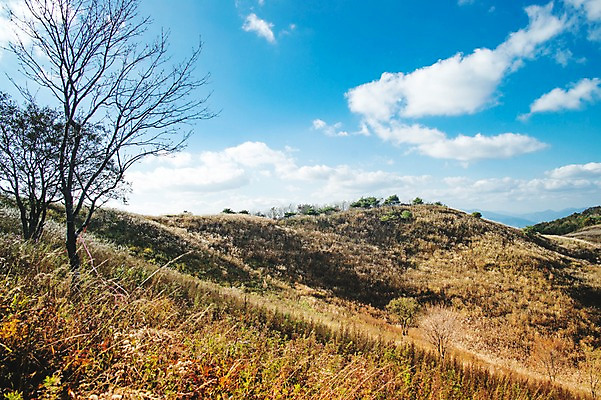 포토 JPG 주간 나무 구름 백그라운드 자연 하늘 산 풍경 사람없음 야외 가을풍경 가을 억새 정선 민둥산 국내포토 자연요소 식물 계절 생태계 강원도 파일형식 가을_계절