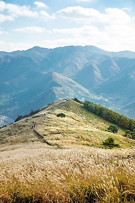 포토 JPG 주간 백그라운드 자연 산 풍경 사람없음 야외 가을풍경 가을 억새 정선 민둥산 국내포토 자연요소 식물 계절 생태계 강원도 파일형식 가을_계절