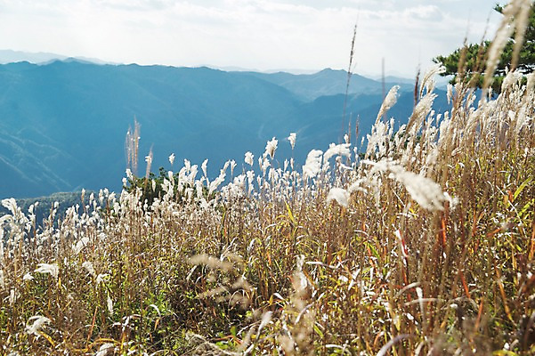 포토 JPG 주간 구름 백그라운드 자연 하늘 산 풍경 사람없음 야외 가을풍경 가을 억새 정선 민둥산 국내포토 자연요소 식물 계절 생태계 강원도 파일형식 가을_계절