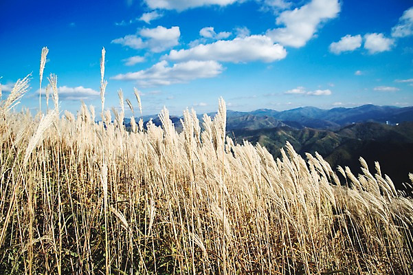 포토 JPG 주간 구름 백그라운드 자연 하늘 산 풍경 사람없음 야외 가을풍경 가을 억새 정선 민둥산 국내포토 자연요소 식물 계절 생태계 강원도 파일형식 가을_계절