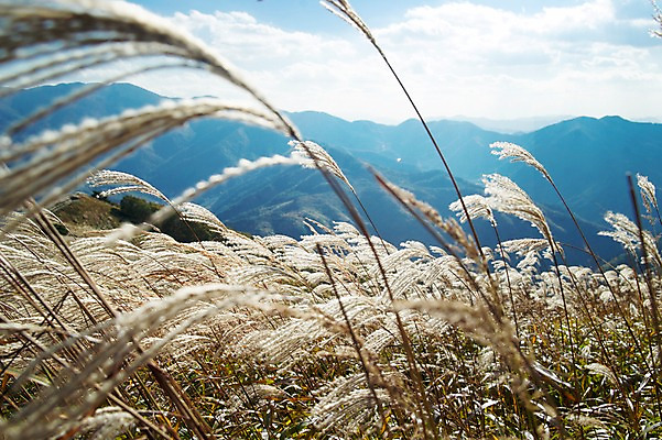 포토 JPG 주간 구름 백그라운드 자연 하늘 산 풍경 사람없음 야외 가을풍경 가을 억새 정선 민둥산 국내포토 자연요소 식물 계절 생태계 강원도 파일형식 가을_계절