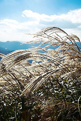 포토 JPG 주간 구름 백그라운드 자연 하늘 산 풍경 사람없음 야외 가을풍경 가을 억새 정선 민둥산 국내포토 자연요소 식물 계절 생태계 강원도 파일형식 가을_계절