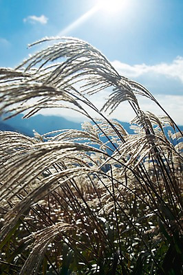 포토 JPG 주간 구름 백그라운드 자연 하늘 산 풍경 사람없음 야외 가을풍경 가을 억새 정선 민둥산 국내포토 자연요소 식물 계절 생태계 강원도 파일형식 가을_계절