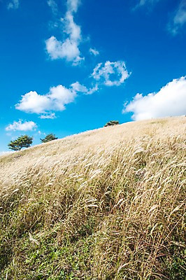 포토 JPG 주간 백그라운드 자연 산 풍경 사람없음 야외 가을풍경 가을 억새 정선 민둥산 국내포토 자연요소 식물 계절 생태계 강원도 파일형식 가을_계절