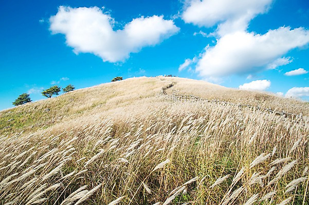 포토 JPG 주간 백그라운드 자연 산 풍경 사람없음 야외 가을풍경 가을 억새 정선 민둥산 국내포토 자연요소 식물 계절 생태계 강원도 파일형식 가을_계절