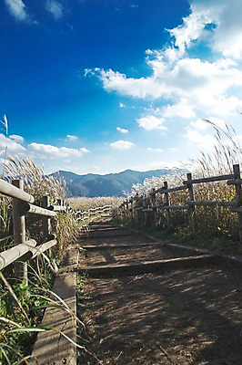 포토 JPG 주간 길 백그라운드 자연 산 풍경 사람없음 야외 가을풍경 가을 억새 나무울타리 정선 민둥산 국내포토 자연요소 식물 계절 울타리 생태계 강원도 파일형식 가을_계절