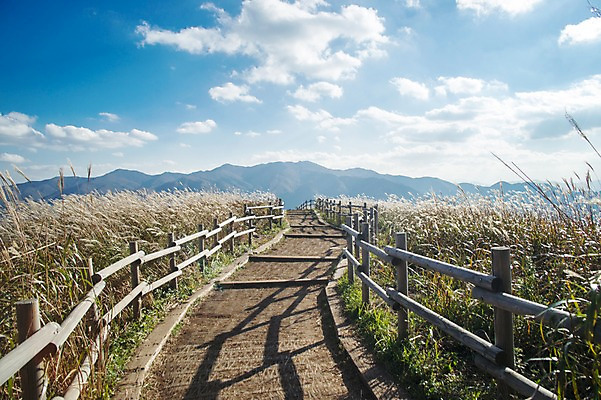 포토 JPG 주간 길 백그라운드 자연 산 풍경 사람없음 야외 가을풍경 가을 억새 나무울타리 정선 민둥산 국내포토 자연요소 식물 계절 울타리 생태계 강원도 파일형식 가을_계절