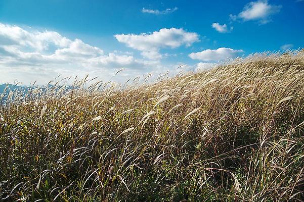 포토 JPG 주간 백그라운드 자연 산 풍경 사람없음 야외 가을풍경 가을 억새 정선 민둥산 국내포토 자연요소 식물 계절 생태계 강원도 파일형식 가을_계절