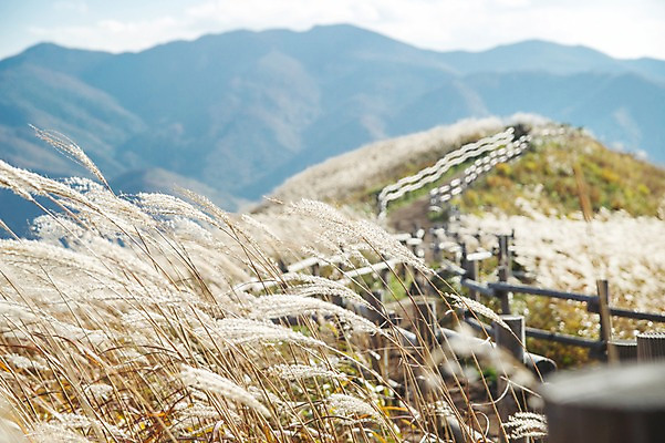 포토 JPG 주간 길 백그라운드 자연 산 풍경 사람없음 야외 가을풍경 가을 억새 나무울타리 정선 민둥산 국내포토 자연요소 식물 계절 울타리 생태계 강원도 파일형식 가을_계절