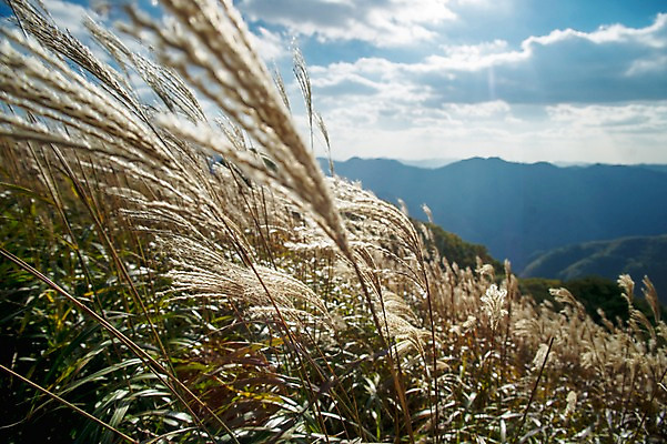 포토 JPG 주간 백그라운드 자연 산 풍경 사람없음 야외 가을풍경 가을 억새 정선 민둥산 국내포토 자연요소 식물 계절 생태계 강원도 파일형식 가을_계절