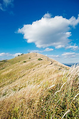 포토 JPG 주간 백그라운드 자연 산 풍경 사람없음 야외 가을풍경 가을 억새 정선 민둥산 국내포토 자연요소 식물 계절 생태계 강원도 파일형식 가을_계절