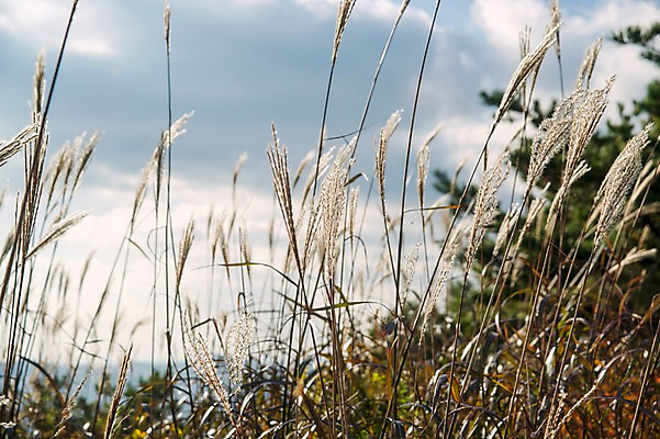 포토 JPG 주간 백그라운드 자연 산 풍경 사람없음 야외 가을풍경 가을 억새 정선 민둥산 국내포토 자연요소 식물 계절 생태계 강원도 파일형식 가을_계절