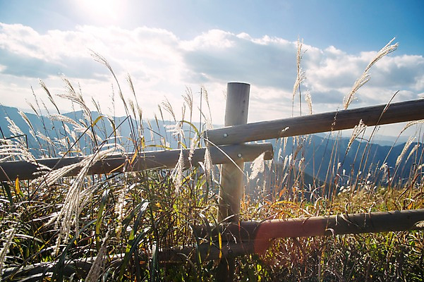 포토 JPG 주간 백그라운드 자연 산 풍경 사람없음 야외 가을풍경 가을 억새 정선 민둥산 국내포토 자연요소 식물 계절 생태계 강원도 파일형식 가을_계절