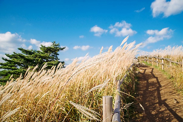 포토 JPG 주간 백그라운드 자연 산 풍경 사람없음 야외 가을풍경 가을 억새 정선 민둥산 국내포토 자연요소 식물 계절 생태계 강원도 파일형식 가을_계절