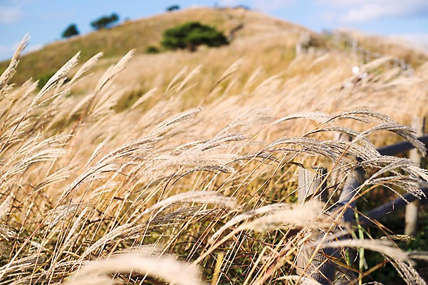 포토 JPG 주간 백그라운드 자연 산 풍경 사람없음 야외 가을풍경 가을 억새 정선 민둥산 국내포토 자연요소 식물 계절 생태계 강원도 파일형식 가을_계절