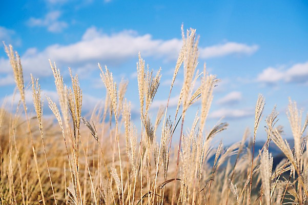 포토 JPG 주간 백그라운드 자연 산 풍경 사람없음 야외 가을풍경 가을 억새 정선 민둥산 국내포토 자연요소 식물 계절 생태계 강원도 파일형식 가을_계절