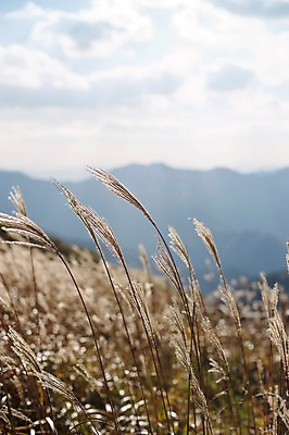 포토 JPG 주간 백그라운드 자연 산 풍경 사람없음 야외 가을풍경 가을 억새 정선 민둥산 국내포토 자연요소 식물 계절 생태계 강원도 파일형식 가을_계절