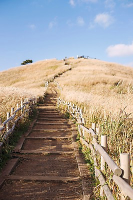 포토 JPG 주간 길 백그라운드 자연 산 풍경 사람없음 야외 가을풍경 가을 억새 나무울타리 정선 민둥산 국내포토 자연요소 식물 계절 울타리 생태계 강원도 파일형식 가을_계절