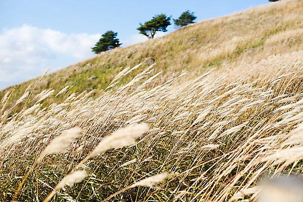 포토 JPG 주간 백그라운드 자연 산 풍경 사람없음 야외 가을풍경 가을 억새 정선 민둥산 국내포토 자연요소 식물 계절 생태계 강원도 파일형식 가을_계절