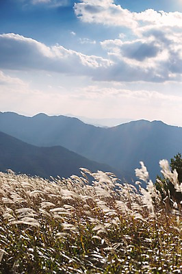포토 JPG 주간 백그라운드 자연 산 풍경 사람없음 야외 가을풍경 가을 억새 정선 민둥산 국내포토 자연요소 식물 계절 생태계 강원도 파일형식 가을_계절