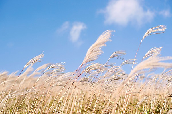 포토 JPG 주간 백그라운드 자연 산 풍경 사람없음 야외 가을풍경 가을 억새 정선 민둥산 국내포토 자연요소 식물 계절 생태계 강원도 파일형식 가을_계절