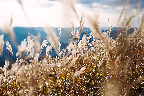 포토 JPG 주간 백그라운드 자연 산 풍경 사람없음 야외 가을풍경 가을 억새 정선 민둥산 국내포토 자연요소 식물 계절 생태계 강원도 파일형식 가을_계절