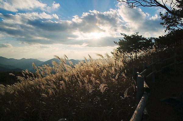 포토 JPG 주간 백그라운드 자연 산 풍경 사람없음 야외 가을풍경 가을 억새 정선 민둥산 국내포토 자연요소 식물 계절 생태계 강원도 파일형식 가을_계절