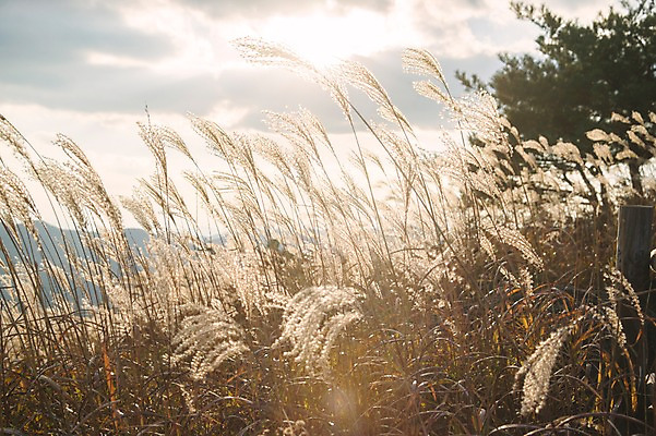 포토 JPG 주간 백그라운드 자연 산 풍경 사람없음 야외 가을풍경 가을 억새 정선 민둥산 국내포토 자연요소 식물 계절 생태계 강원도 파일형식 가을_계절