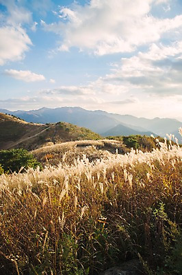 포토 JPG 주간 백그라운드 자연 산 풍경 사람없음 야외 가을풍경 가을 억새 정선 민둥산 국내포토 자연요소 식물 계절 생태계 강원도 파일형식 가을_계절