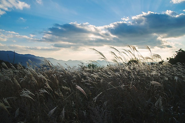 포토 JPG 주간 백그라운드 자연 산 풍경 사람없음 야외 가을풍경 가을 억새 정선 민둥산 국내포토 자연요소 식물 계절 생태계 강원도 파일형식 가을_계절