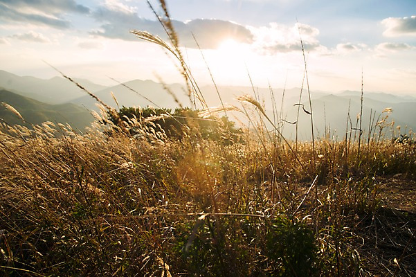 포토 JPG 주간 백그라운드 자연 산 풍경 사람없음 야외 가을풍경 가을 억새 정선 민둥산 국내포토 자연요소 식물 계절 생태계 강원도 파일형식 가을_계절