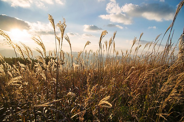 포토 JPG 주간 백그라운드 자연 산 풍경 사람없음 야외 가을풍경 가을 억새 정선 민둥산 국내포토 자연요소 식물 계절 생태계 강원도 파일형식 가을_계절
