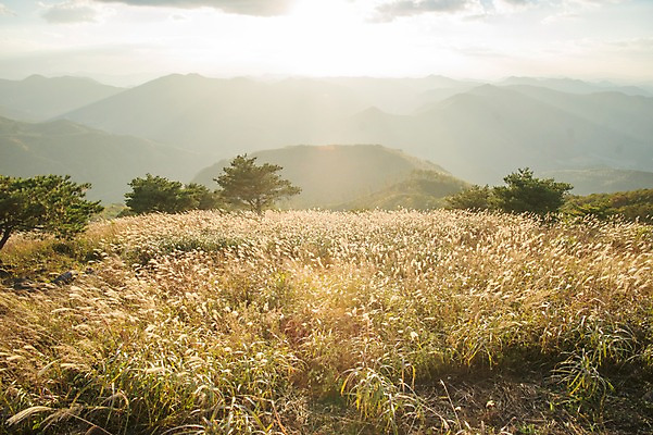 포토 JPG 주간 백그라운드 자연 산 풍경 사람없음 야외 가을풍경 가을 억새 정선 민둥산 국내포토 자연요소 식물 계절 생태계 강원도 파일형식 가을_계절