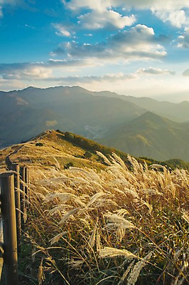 포토 JPG 주간 백그라운드 자연 산 풍경 사람없음 야외 가을풍경 가을 억새 정선 민둥산 국내포토 자연요소 식물 계절 생태계 강원도 파일형식 가을_계절