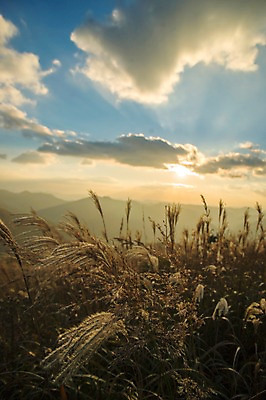 포토 JPG 주간 백그라운드 자연 산 풍경 사람없음 야외 가을풍경 가을 억새 정선 민둥산 국내포토 자연요소 식물 계절 생태계 강원도 파일형식 가을_계절