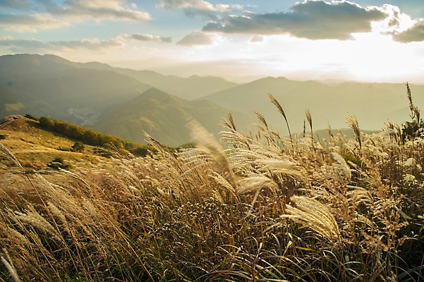 포토 JPG 주간 백그라운드 자연 산 풍경 사람없음 야외 가을풍경 가을 억새 정선 민둥산 국내포토 자연요소 식물 계절 생태계 강원도 파일형식 가을_계절