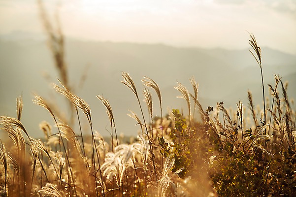 포토 JPG 주간 백그라운드 자연 산 풍경 사람없음 야외 가을풍경 가을 억새 정선 민둥산 국내포토 자연요소 식물 계절 생태계 강원도 파일형식 가을_계절