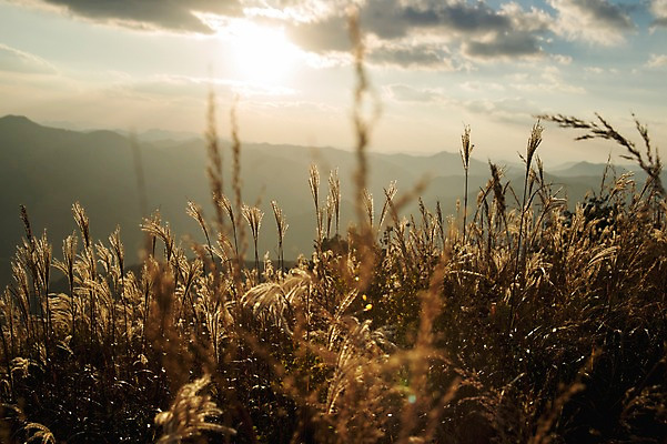 포토 JPG 주간 백그라운드 자연 산 풍경 사람없음 야외 가을풍경 가을 억새 정선 민둥산 국내포토 자연요소 식물 계절 생태계 강원도 파일형식 가을_계절