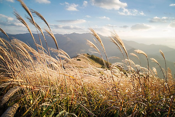 포토 JPG 주간 백그라운드 자연 산 풍경 사람없음 야외 가을풍경 가을 억새 정선 민둥산 국내포토 자연요소 식물 계절 생태계 강원도 파일형식 가을_계절