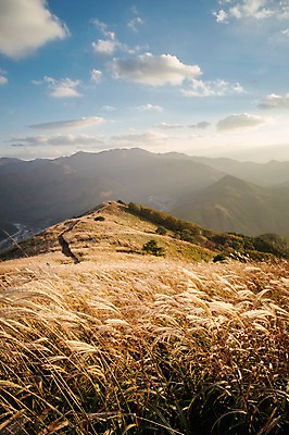 포토 JPG 주간 백그라운드 자연 산 풍경 사람없음 야외 가을풍경 가을 억새 정선 민둥산 국내포토 자연요소 식물 계절 생태계 강원도 파일형식 가을_계절