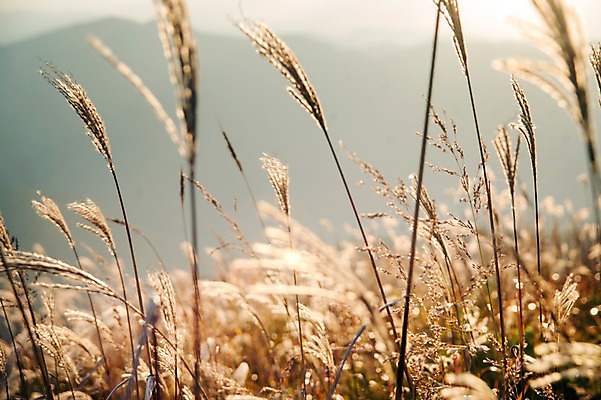 포토 JPG 주간 백그라운드 자연 산 풍경 사람없음 야외 가을풍경 가을 억새 정선 민둥산 국내포토 자연요소 식물 계절 생태계 강원도 파일형식 가을_계절