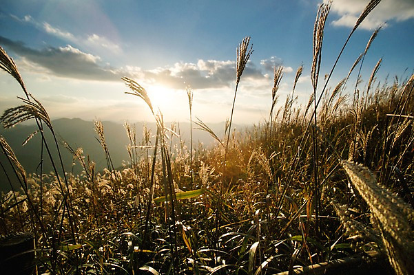 포토 JPG 주간 백그라운드 자연 산 풍경 사람없음 야외 가을풍경 가을 억새 정선 민둥산 국내포토 자연요소 식물 계절 생태계 강원도 파일형식 가을_계절