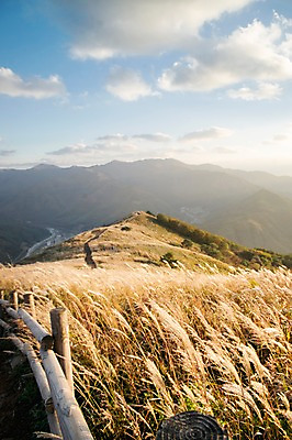 포토 JPG 주간 백그라운드 자연 산 풍경 사람없음 야외 가을풍경 가을 억새 정선 민둥산 국내포토 자연요소 식물 계절 생태계 강원도 파일형식 가을_계절