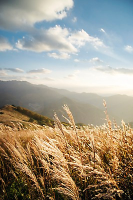 포토 JPG 주간 백그라운드 자연 산 풍경 사람없음 야외 가을풍경 가을 억새 정선 민둥산 국내포토 자연요소 식물 계절 생태계 강원도 파일형식 가을_계절