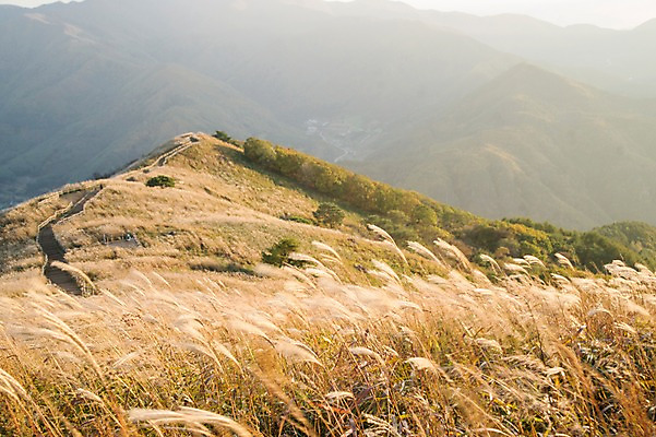 포토 JPG 주간 백그라운드 자연 산 풍경 사람없음 야외 가을풍경 가을 억새 정선 민둥산 국내포토 자연요소 식물 계절 생태계 강원도 파일형식 가을_계절