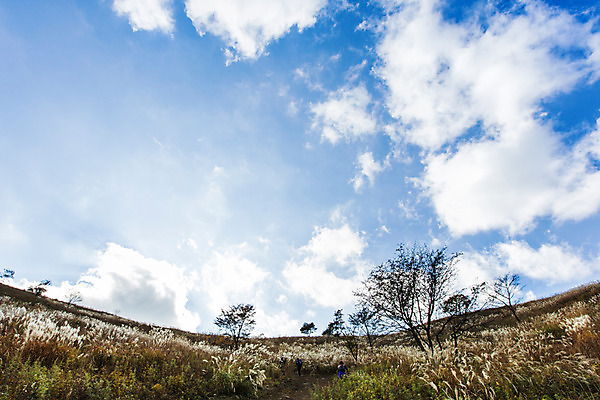 포토 JPG 주간 구름 백그라운드 자연 하늘 산 풍경 사람없음 야외 가을풍경 가을 억새 정선 민둥산 국내포토 자연요소 식물 계절 생태계 강원도 파일형식 가을_계절